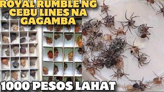 1000 PESOS CEBU LINE NA GAGAMBA PINAG RUMBLE KO LANG