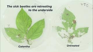 Calantha vs. Colorado Potato Beetle (CPB)