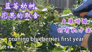 盆中蓝莓种植 的心得  幼树期蓝莓的修剪pruning blueberries first year& fertilizer 有机土壤调酸性的方法和平时施肥 浇水 预防植物和叶子生病(中集)