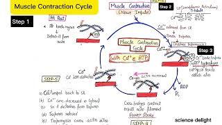 Muscle Contraction Cycle  with the help of calcium and ATP