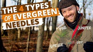 Identify Trees by the Needles (Pine, Spruce, Juniper, and more)