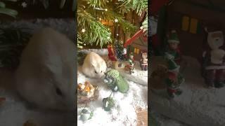 Mon Hamster au village de Noel !! #animals #cute #disney #christmas