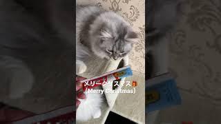 クリスマスプレゼントもらったよ(Inside the Christmas present)#猫 #サンタクロース #クリスマス