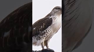 Ferruginous hawk fantastic Takeoff #shorts #hawks #eagles