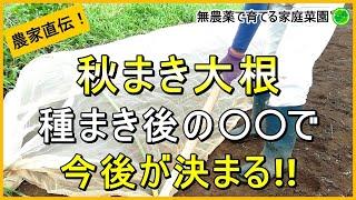 【秋まき大根】種まきから害虫対策のコツまで徹底解説！【有機農家直伝！無農薬で育てる家庭菜園】　24/9/7