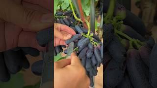 Sapphire Raisin Grapes #fruitgarden