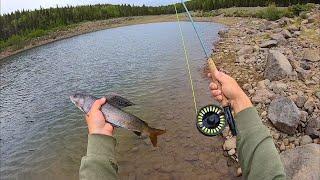 FLY FISHING for Grayling at a MOUNTAIN PARADISE!! (Catch & Cook)