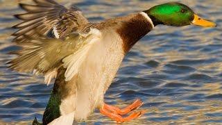 Duck Sounds - Curious ducks talking