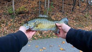 Late Fall Ned Rig Fishing From Shore