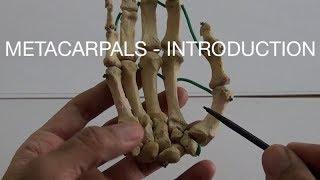 METACARPALS - INTRODUCTION