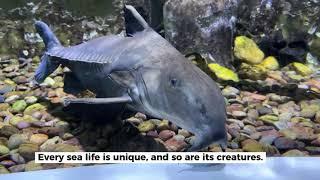 Dubai Aquarium & Underwater Zoo | Travel Saga Tourism