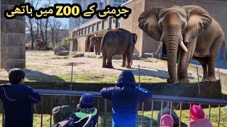 elephant in german zoo #animals #zoo #zoolife #shami ki petbook