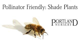 Pollinator Friendly: Shade Plants