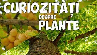 CURIOZITATI DESPRE PLANTE | BIOLOGIE - SCOALA ONLINE