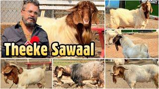 Theekhe Sawaal with Mohammad Bhai at MD Goat Farm Padgha featuring Boer Goats