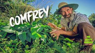 GROW COMFREY: Nature’s Miracle for Soil & Healing