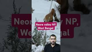 Is Neora Valley National Park the Most Mysterious Place in India?