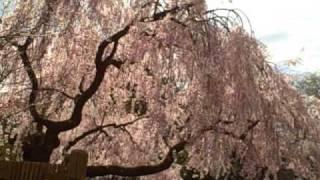 Cherry Blossoms In Bloom @ Brooklyn Botanic Garden