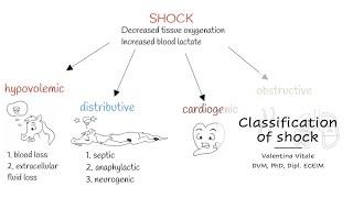 Classification of shock - Vet students