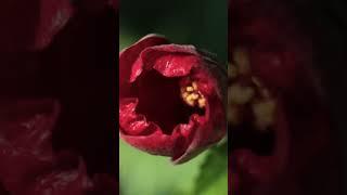 Hibiscus flower opening