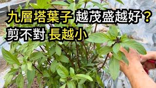 九層塔要不要剪花?如何剪枝?分享讓九層塔葉子長得大又漂亮的管理方法| 阿星種植