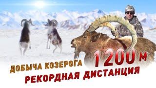 Трофейная охота на Памире. Памирский козерог (Рекордный выстрел на 1200 м.)