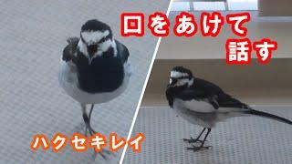 大きな口を開けて話しかけるハクセキレイ伝えたいこと・・・？