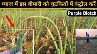 pyaj ki kheti | प्याज में पीलापन की दवा | onion purple blotch control पूरी जानकारी