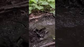 Axial Wraith Mud Bog #broken #axial #axialwraith