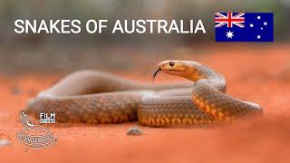 Snakes of Australia, 5 species from deserts, Mulga snake, Western brown snake, Desert death adder