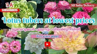 Lotus tubers at lowest prices @Petalssphere With subtitles (English | Hindi | Tamil)