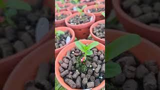 nửa đời bốc ứt trồng lan #hoalandep