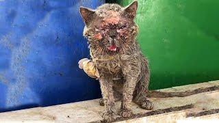 This abandoned cat is unrecognizable, blind and trying hard to call for help!