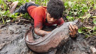 Hand Fishing Video. Search & Catfish In Secret Big grass Hole. Big Catfish Catching Rainy Season