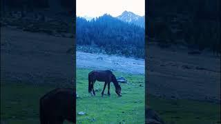 Horse grassing on beautiful meadows #nature #travel #pakistan #gilgitbaltistan #mountain #astor