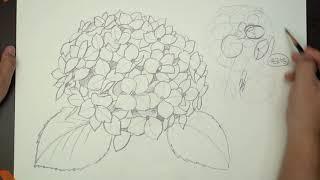 수국 스케치(hydrangea sketch) 수업영상 입니다.