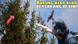 Akhirnya ketemu juga sarang burung alap alap ( crested goshawk )