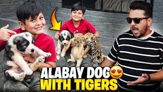 Tigers k ly Alaby Dog Le Aya  Azan Khush Ho Gya  | Nouman Hassan