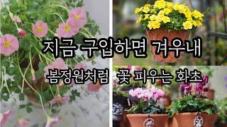 겨울철에도 봄정원처럼 화사하게 꽃피우고 싶다면 이만한 꽃없어요/지금 구입해도 가성비 너무 좋은 실내월동화초/오래된 주택정원