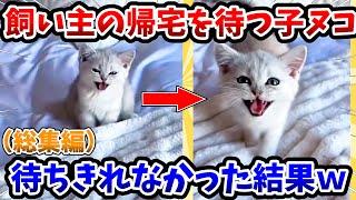 【2ch動物スレ総集編】飼い主の帰宅を待つ子猫 → 待ちきれなかった結果www