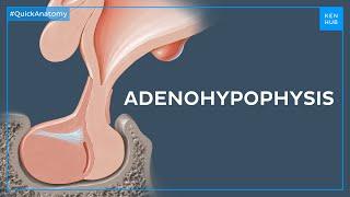 Pituitary gland anatomy: Adenohypophysis or anterior lobe - Quick Anatomy | Kenhub