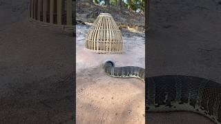 Easy Snake Trap using bamboo basket & pvc #creativesnaketrap #buildsnaketrap