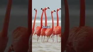 Flamingo Facts That’ll Make You LOL! | Why Flamingos Are Totally Extra #facts #viralshorts #animals