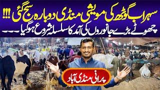 Sohrab Goth Maweshi Mandi Restore | Karachi Cow Mandi | Super Highway Cow Mandi