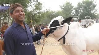 Today Domail Mandi Fatehjang Rate’s update08Nov2024-Part05Sunny Video Fateh Jang Cow Mandi 2024