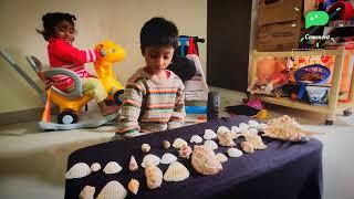 Sea Shells collection | Vizag Rushikonda beach #seashell #shells #forkids