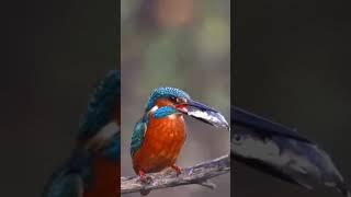 #shorts || kingfisher hunting ||   #kingfisher #hunting  #bird #birdslover #birdwatching