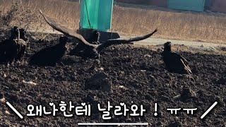 [덕스 독수리] 메추리농장으로 가는도중 독수리가 배추밭에 와 많다 ! 독수리 반상회 진행중 !