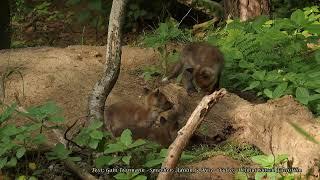 Versprechen an den Fuchs