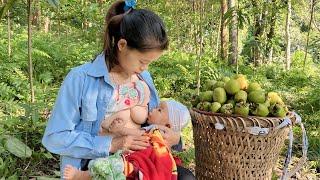 Single Mother: Harvesting Wild Persimmons to sell at the Market - Living Alone with a Newborn Baby